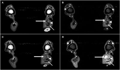 Utility of MRI for Evaluation of a Common Calcaneal Tendon Rupture in a Dog: Case Report